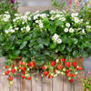 Picture of Jordgubbsplanta Summer Breeze Snow