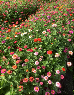 Picture of Zinnia Lilliput Mix