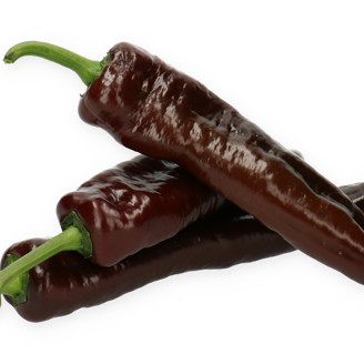 Picture of Paprika Palermo Chocolony RZ