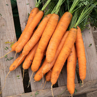 Picture of Morot Dolciva, ekologiskt odlat frö