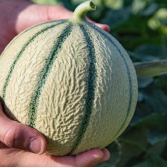 Picture of Nätmelon Ocito