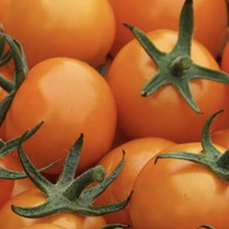 Picture of Tomat Sunorange GSPP