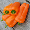 Picture of Paprika Hamik