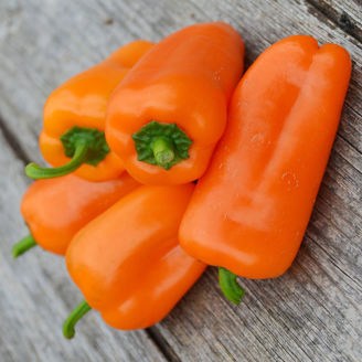 Picture of Paprika Hamik