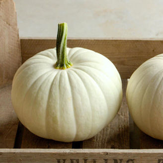 Picture of Pumpa Blanco