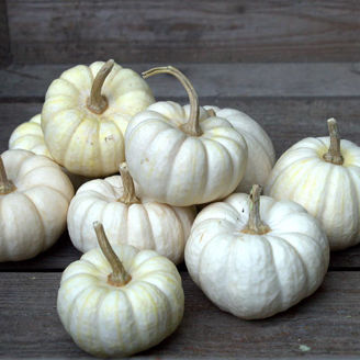 Picture of Pumpa Baby Boo