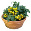 Picture of Tomat Aztek