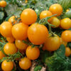 Picture of Tomat Aztek