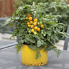 Picture of Tomat Lemon Sherbert