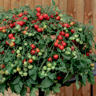 Picture of Tomat Red Profusion F1