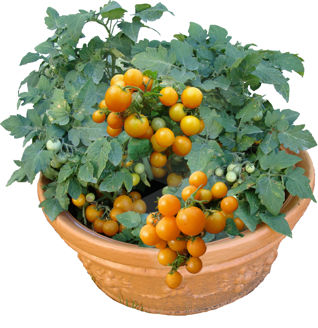 Picture of Tomat Venus