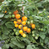 Picture of Tomat Lemon Sherbert