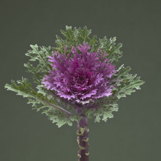 Picture of Prydnadskål Crane Feather Queen F1
