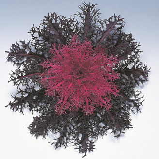 Picture of Prydnadskål Peacock Red F1