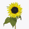 Picture of Solros Limoncello F1