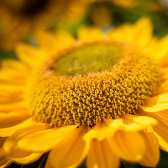 Picture of Solros Gold Up F1