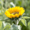 Picture of Solros Gold Up F1