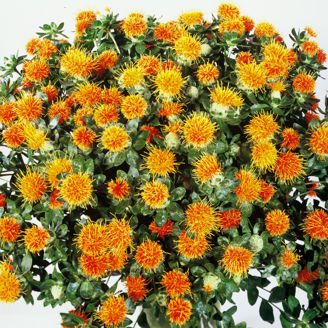 Picture of Safflor Zanzibar