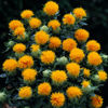 Picture of Safflor Kinko