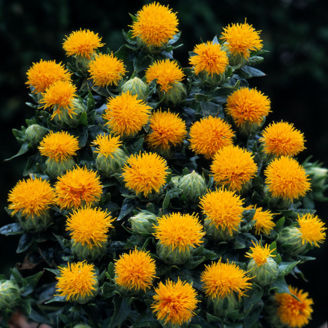 Picture of Safflor Kinko