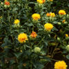 Picture of Safflor Kinko