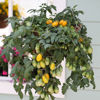 Picture of Tomat Yellow Peardrops F1