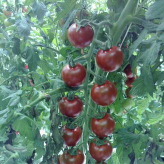 Picture of Tomat Sunchocola F1