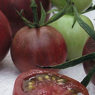 Picture of Tomat Black Cherry