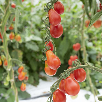 Picture of Tomat Red Pearshaped