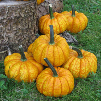 Picture of Minipumpa Crunchkin