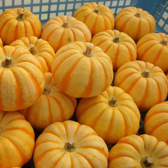 Picture of Minipumpa Puccini