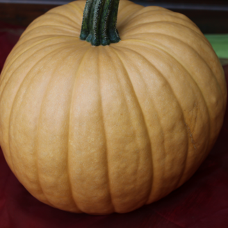 Picture of Halloweenpumpa Hot Chocolate F1