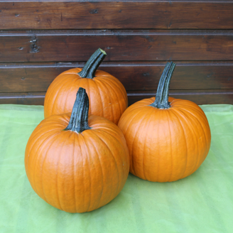 Picture of Pumpa Hermes F1