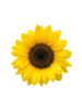 Picture of Helianthus Bert