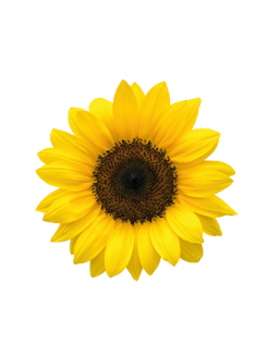 Picture of Helianthus Bert