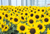 Picture of Helianthus Bert