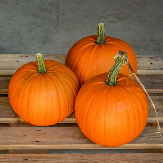 Picture of Pumpa Harvest Moon