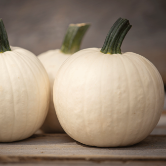 Picture of Pumpa Shiver