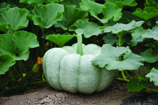 Picture of Pumpa Blue Doll F1
