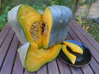 Picture of Pumpa Queensland Blue