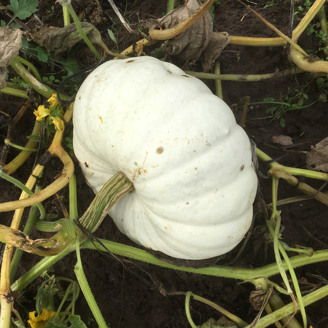 Picture of Pumpa Flat White Boer