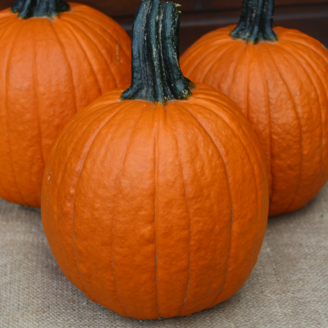 Picture of Halloweenpumpa Rascal