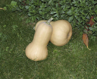Picture of Betternutpumpa Betternut 1744 F1