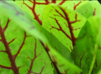Picture of Röd ängssyra (Rumex sanguineus)