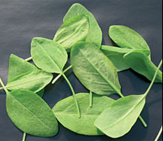 Picture of Syra Spenatsyra Volare (Rumex patienta)