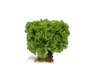 Picture of Kristallsallat Hydrolique RZ