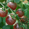 Picture of Black Cherry - EKO frö - KRAV