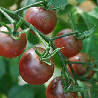 Picture of Black Cherry - EKO frö - KRAV