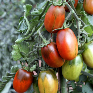 Picture of Black Plum - EKO frö - KRAV