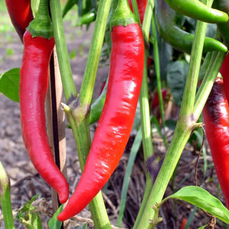 Picture of De Cayenne - EKO frö - KRAV